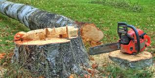 How Our Tree Care Process Works  in  Dayton, VA