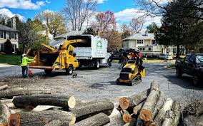 Best Tree Removal  in Dayton, VA