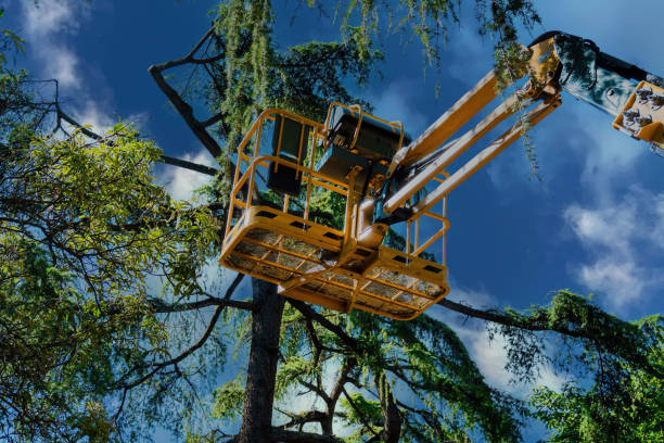 Best Firewood Processing and Delivery  in Dayton, VA
