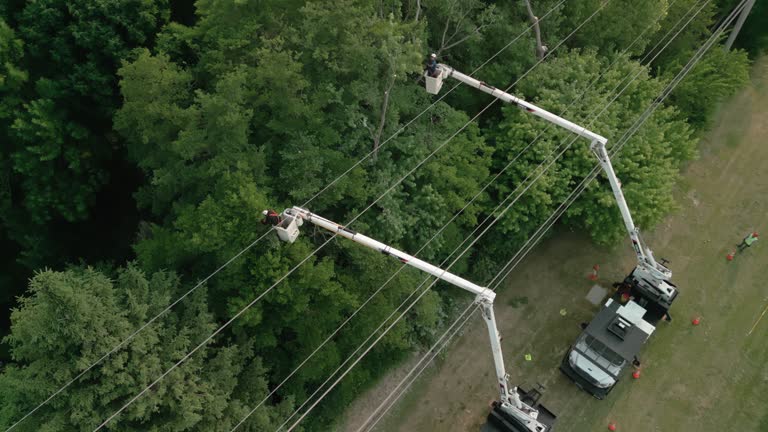 Best Seasonal Cleanup (Spring/Fall)  in Dayton, VA