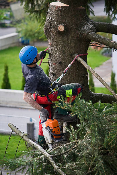 Best Leaf Removal  in Dayton, VA