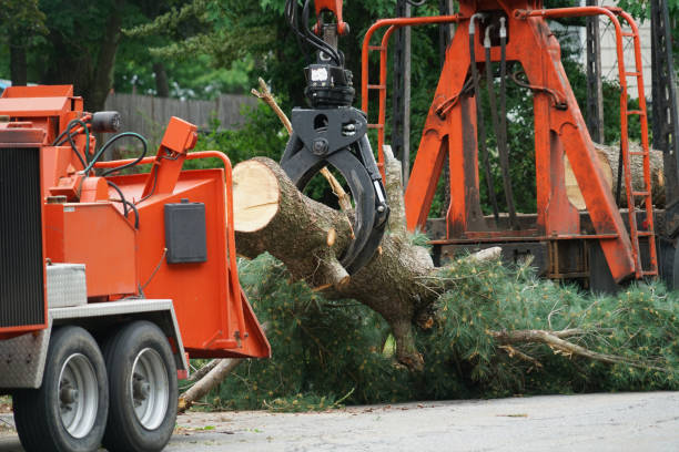 Best Tree Maintenance Programs  in Dayton, VA