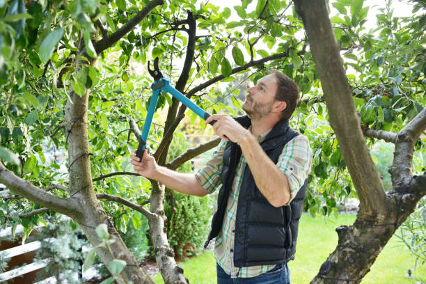 Best Fruit Tree Pruning  in Dayton, VA